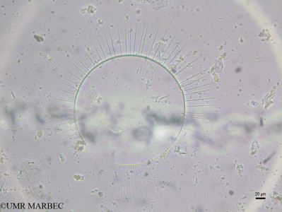 phyto/Brazilian_Nordeste/FernandodeNoronha_station40/ABRACOS2 April 2017/Gossleriella tropica (st44_inf_gossleriella170922_006_ovl -6)(copy)_thumb.jpg